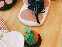 -猫咪派对(江南西店)