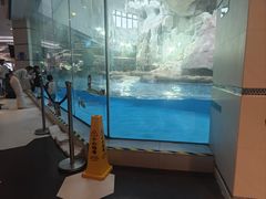 -帝企鹅自助餐厅•儿童岛•真企鹅(长隆企鹅酒店)