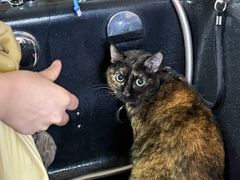-安安宠医宠物医院·异宠·犬猫内科(岳阳分院)