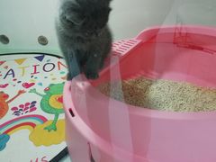 -糯米喵星人·撸猫猫舍咖啡馆(西市场嘉华店)