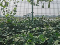 -乡乐园蟹庄·阳澄湖农家乐