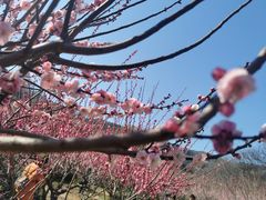 -雨花胜境