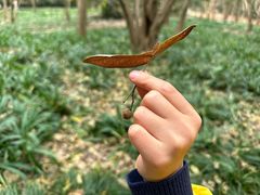 -杭州植物园