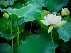 -莲池书院博物馆