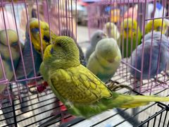 -哈尔滨道外花鸟鱼市场