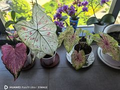 -上海鲜花港