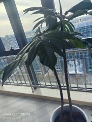-HEYAN荷妍专业脱毛连锁机构