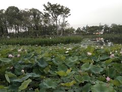 -映月湖公园