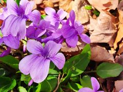 -永定河休闲森林公园