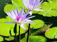 -国家植物园南园