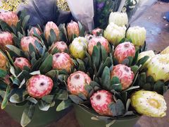 -三圣花乡旅游区