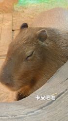 -Zoolung Zoolung动物主题公园(海信广场店)