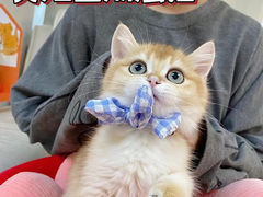 -lincat·猫舍(广州店)