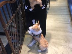 -八公叔叔宠物美容连锁(春申店)