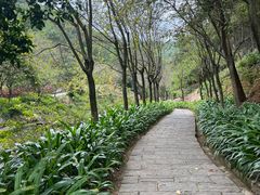 -广州白江湖森林公园