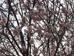 -北京鹫峰国家森林公园