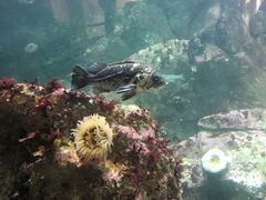 -西雅图水族馆