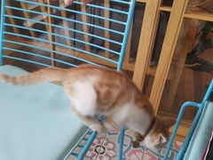 -猫的天空之城概念书店(束河店)