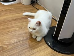 -COLOR PETS 撸猫馆·购猫·猫咖(长风大悦城店)