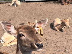 -北京麋鹿生态实验中心