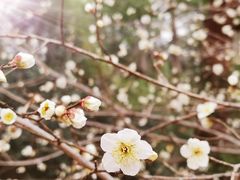 -杭州植物园