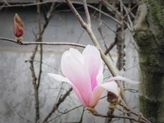 -无锡梅园公园