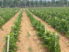 -北京张裕爱斐堡酒庄