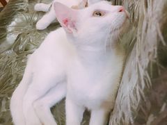 -猫色咖啡·猫咖