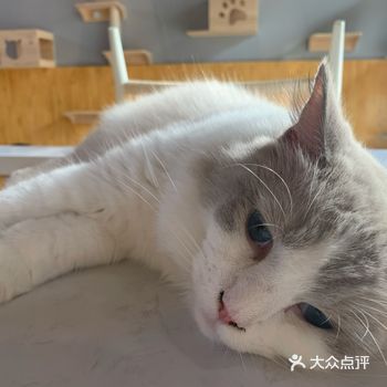 琼海探店｜网红风猫咖·猫叔