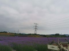 -紫颐香薰山谷景区