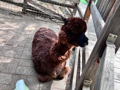 -北京鹿世界主题园