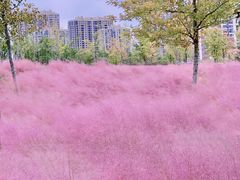 -顾村公园