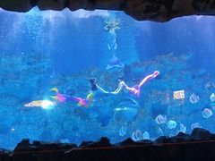 -芜湖新华联大白鲸海洋公园