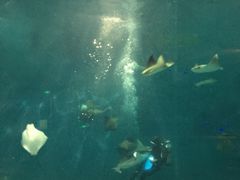 -上海海洋水族馆