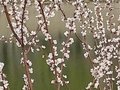 -桃花堤公园