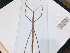 -上海昆虫博物馆