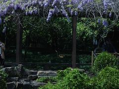 -上海醉白池公园