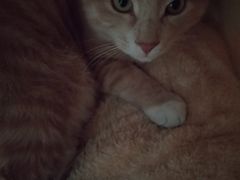 -杨胖子私房菜(秦虹路店)