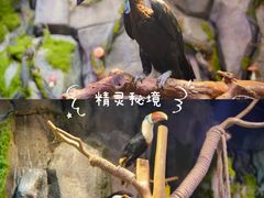 -正佳雨林生态植物园