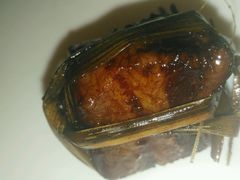 -泡桐树孙二娘私房菜