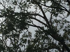 -清迈丛林飞跃 JungleFlight