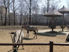 -大连森林动物园