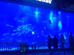 -烟台海昌鲸鲨海洋公园