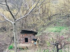 -黑河国家森林公园