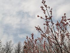 -顾村公园
