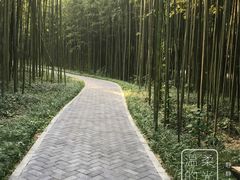 -黄海国家森林公园