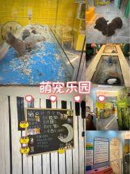 -神奇动物撸宠馆·羊驼·小浣熊·异宠(豫园店)