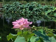 -陈家山荷花公园