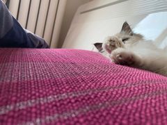 -猫尾侦探俱乐部·剧本杀·狼人杀