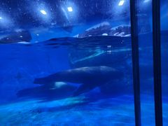 -上海海昌海洋公园-冰山北极馆